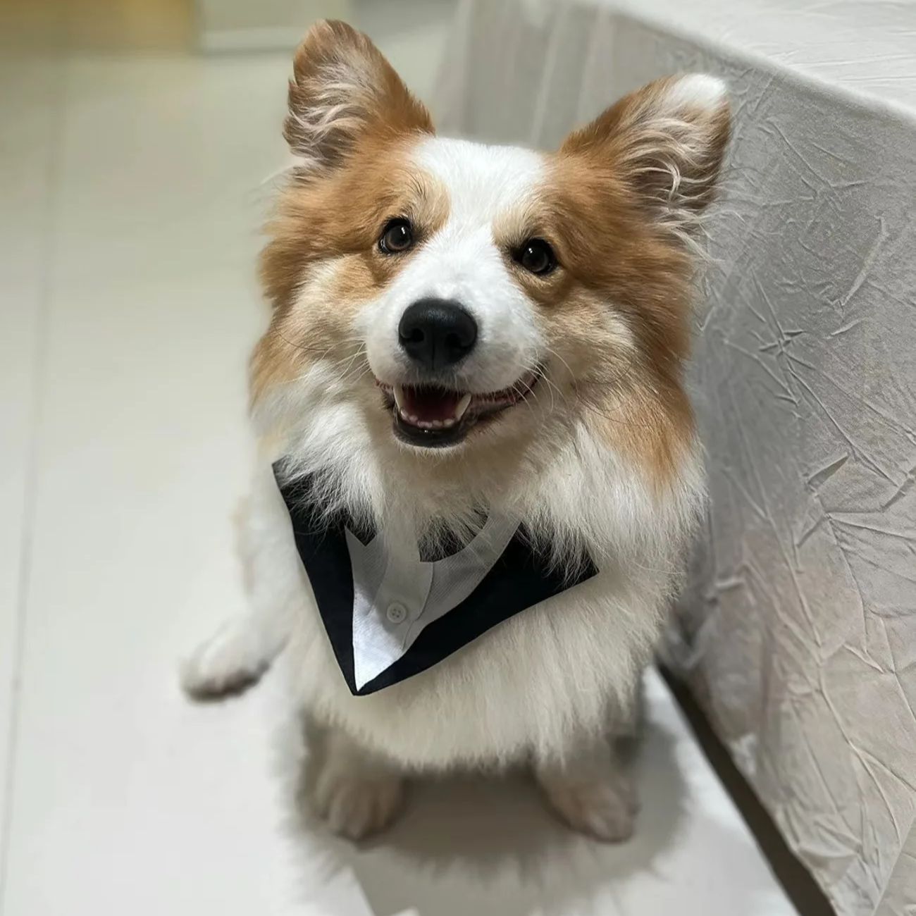 Suitsupply Wedding Tuxedo - Ubrania dla psów, moda, impreza, pokaz,
